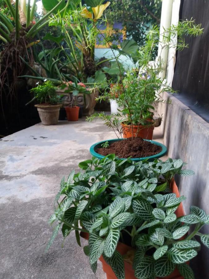 Mazz Homestay Νεγκόμπο Εξωτερικό φωτογραφία
